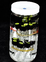 邦查奇異鞭尾蟲(新種)藏品圖，第3張