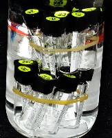 邦查奇異鞭尾蟲(新種)藏品圖，第4張