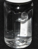 邦查奇異鞭尾蟲(新種)藏品圖，第3張