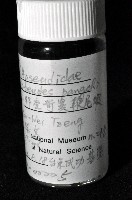 邦查奇異鞭尾蟲(新種)藏品圖，第2張