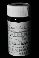 邦查奇異鞭尾蟲(新種)藏品圖，第2張