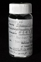 邦查奇異鞭尾蟲(新種)藏品圖，第3張