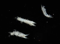 毛觸鬚偽近鞭尾蟲藏品圖，第3張