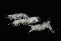 毛觸鬚偽近鞭尾蟲藏品圖，第4張