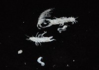 毛觸鬚偽近鞭尾蟲藏品圖，第2張