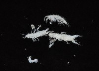 毛觸鬚偽近鞭尾蟲藏品圖，第3張