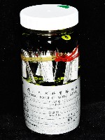 漢氏合鞭尾蟲藏品圖，第1張