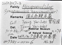 漢氏合鞭尾蟲藏品圖，第4張