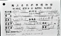 多瘤印度鞭尾蟲藏品圖，第1張