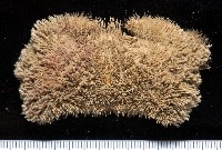 蝙蝠毛刺蟹藏品圖，第2張