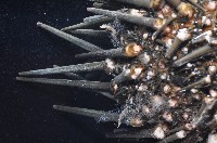 口鰓海膽藏品圖，第2張
