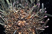 口鰓海膽藏品圖，第4張