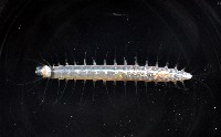未知種海女蟲藏品圖，第1張