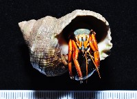 光掌硬指寄居蟹藏品圖，第1張