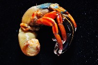 光掌硬指寄居蟹藏品圖，第2張