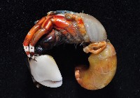 光掌硬指寄居蟹藏品圖，第4張