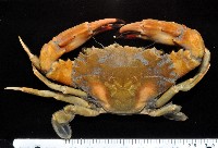 鈍齒短槳蟹藏品圖，第5張