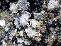 大牡蠣(葡萄牙牡蠣)藏品圖，第2張