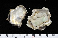 大牡蠣(葡萄牙牡蠣)藏品圖，第3張
