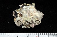 大牡蠣(葡萄牙牡蠣)藏品圖，第4張