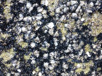 黑蕎麥蛤藏品圖，第1張