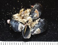 黑蕎麥蛤藏品圖，第3張