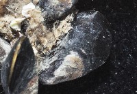 黑蕎麥蛤藏品圖，第4張