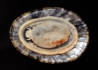 花笠螺藏品圖，第3張
