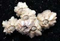 直背小藤壺藏品圖，第2張