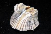網紋藤壺藏品圖，第3張