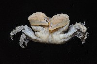 小相手蟹藏品圖，第4張