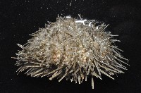 細雕刻肋海膽藏品圖，第4張