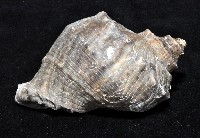 紅皺岩螺藏品圖，第3張