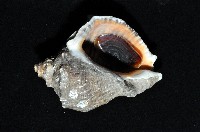 紅皺岩螺藏品圖，第4張