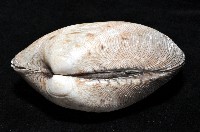 寬幅淺蜊藏品圖，第2張