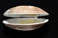 寬幅淺蜊藏品圖，第3張