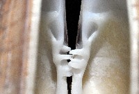 寬幅淺蜊藏品圖，第4張