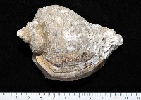 紅皺岩螺藏品圖，第1張