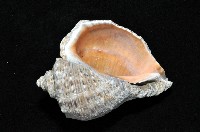 紅皺岩螺藏品圖，第3張