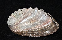 皺紋盤鮑藏品圖，第2張