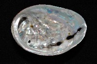 皺紋盤鮑藏品圖，第4張