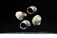 登錄號:007360-00027藏品圖，第1張