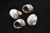 登錄號:007360-00027藏品圖，第2張