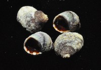 登錄號:007360-00027藏品圖，第3張