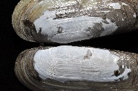 毛蟶蛤藏品圖，第2張