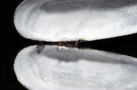 毛蟶蛤藏品圖，第3張