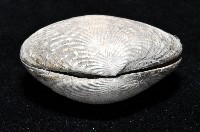 歧紋簾蛤藏品圖，第3張
