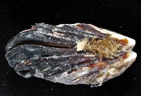 紫孔雀殼菜蛤藏品圖，第4張