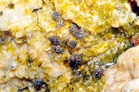 顆粒玉黍螺藏品圖，第2張