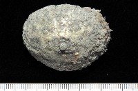 疣石磺藏品圖，第3張